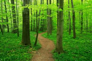 Is EU demand for Brazilian exports perpetuating Amazon deforestation?