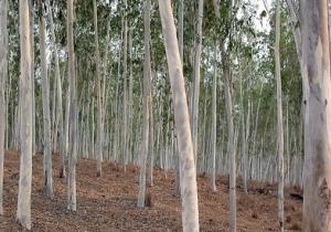 US rejects genetic engineering in eucalyptus trees