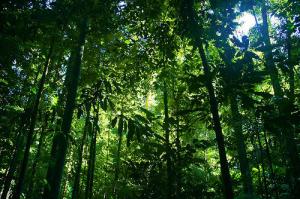 Deforestation of Brazilian forests present a no-win situation