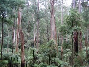 Brazil confirms near five-fold increase in deforestation