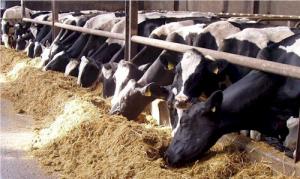 Research hints at growing demand for ecological products
