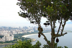 brazil-city Brazil city economy